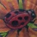 Tattoos - Flower and Ladybug - 34162